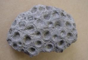 Hexagonaria hexagona