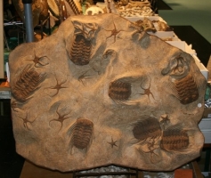 trilobites marocains