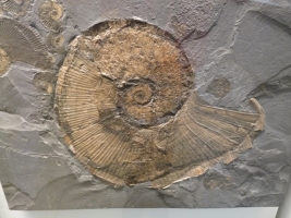 ammonite