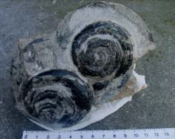 Straparollus ou Euomphalus-Viséen-(photo & coll RES)