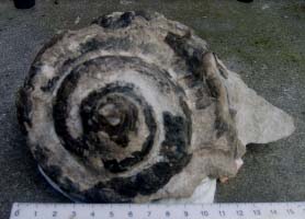 Straparollus ou Euomphalus-Viséen-(photo & coll RES)