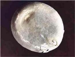 Echinocorys gibbus-Maastrichtien inférieur-face orale (inférieure) d'un oursin irrégulier (photo & coll RDK)
