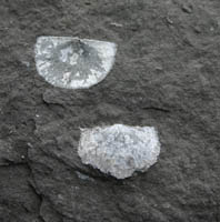 brachiopode-Tournaisien-