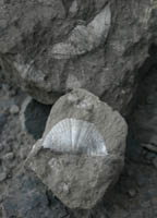 brachiopode-Tournaisien-