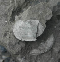 brachiopode-Tournaisien-