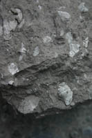 brachiopode-Tournaisien-