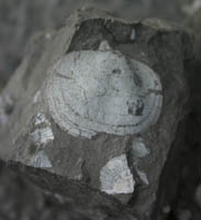 brachiopode-Tournaisien-