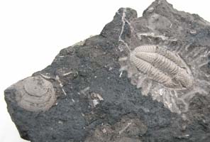 Piltonia kuehnei-Tournaisien-(coll & photo DLE)