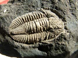 Piltonia kuehnei-Tournaisien-(coll & photo DLE)