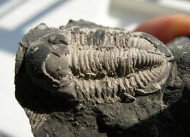 Witryides rosmerta-Tournaisien-(coll & photo DLE)