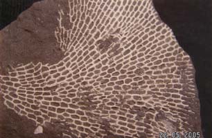 Fenestella sp.-Tournaisien-(coll & photo RDS)
