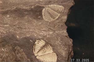 Piltonia kuehnei (pygidium)-Tournaisien-(coll & photo RDS)