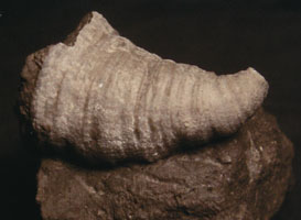 Caninia sp.-Tournaisien-(coll & photo RDS)