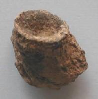 Acanthophyllum-Dévonien-(photo & coll PCN)