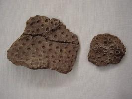 Hexagonaria hexagona-Frasnien-(photo & coll PCN) Jolis exemplaires de coraux coloniaux. A cette époque de vastes récifs coralliens peuplaient les mers tropicales qui recouvraient la région - taille de la plus grande colonie : 8cm