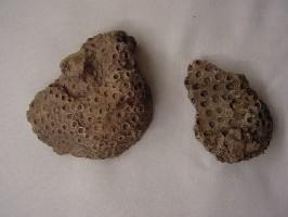 Hexagonaria hexagona-Frasnien-(photo & coll PCN) Jolis exemplaires de coraux coloniaux. A cette époque de vastes récifs coralliens peuplaient les mers tropicales qui recouvraient la région - taille de la plus grande colonie : 8cm