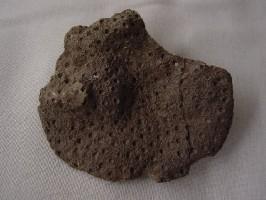 Hexagonaria hexagona-Frasnien-(photo & coll PCN) Jolis exemplaires de coraux coloniaux. A cette époque de vastes récifs coralliens peuplaient les mers tropicales qui recouvraient la région - taille de la plus grande colonie : 8cm