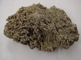 Syringopora sp.-Eifelien-taille de l'amas corallien : 13cm (photo & coll PCN)