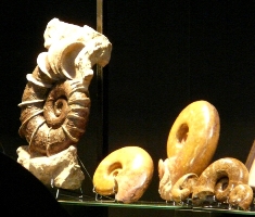 -wonderful ammonites (13-09-2008)