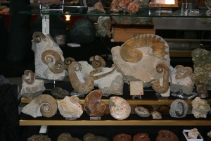-avec quelques ammonites déroulées de la réserve géologique de Haute Provence… (12-09-2009)