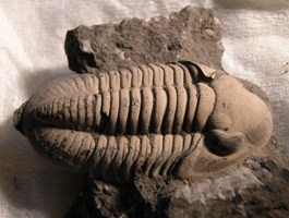 Cummingella (C.) belisama belisama-Tournaisien-2cm (photo & coll DLE)