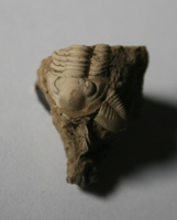 Cummingella (C.) belisama belisama-Tournaisien-1cm (coll MJX)
