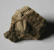Cummingella (C.) belisama belisama-Tournaisien-1cm (coll MJX)