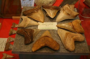 Megaselachus megalodon-Myocène-expo Hannut2010