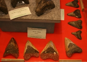 Megaselachus megalodon-Myocène-expo Hannut2010