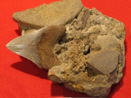 Megaselachus megalodon-Myocène-expo Hannut2010