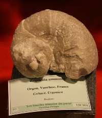 Requienia Ammonia (rudiste)-Urgonien-expo Hannut2010