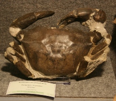 Archeogeryon patagonicus-Myocène-expo Hannut2010