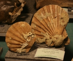 Chesapecten jeffersonius-Pliocène inf.-expo Hannut2010