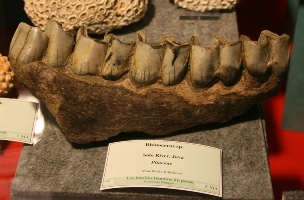 Rhinoceros sp. (mandibule inf.)-Pliocène-expo Hannut2010