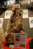Glyptostrobus sp.-Landénien-expo Hannut2010