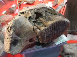 Mammuthus primigenius (mandibule)-Pleiostocène-expo Hannut2010