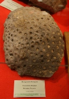 Hexagonaria hexagona-Frasnien-expo Hannut2010