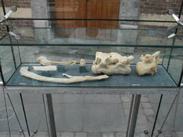 Prognathodon saturator-Maastrichtien-Vertèbres et côtes. (photo PCN)