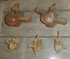 Prognathodon saturator-Maastrichtien-vertèbres. (photo PCN)