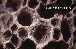 Hexagonaria hexagona-Dévonien-taille de l'amas corallien : 13cm (photo & coll JJV)