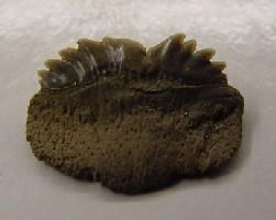 Hexanchus gigas-Pliocène inférieur-largeur de la dent : 2cm (photo & coll PCN)