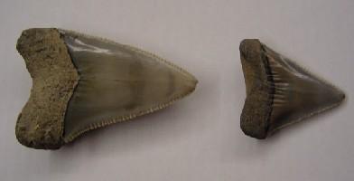 Carcharodon carcharias-Pliocène inférieur-(à gauche) longueur de la plus grande dent : 5.6cm (photo & coll PCN)