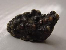 Labrodon sp. cf. pavimentatum-Miocène-Pliocène-Longueur : 2,5 cm (photo & coll PCN)