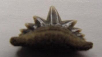 Notorhynchus primigenius-Miocène-Pliocène-dent symphysaire - longueur : 1.2 cm (photo & coll PCN)