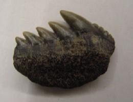 Notorhynchus primigenius-Miocène-Pliocène inférieur-longueur : 2.5cm (photo & coll PCN)