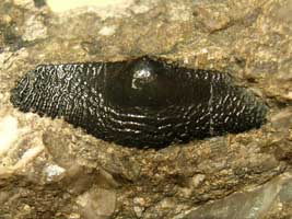 Orodus-Tournaisien-(photo & coll DLE)