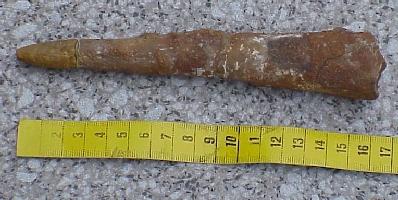 Belemnite-Jurassique-(coll MJX)