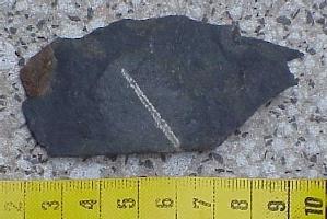 Climacograptus-Caradocien-(coll MJX)