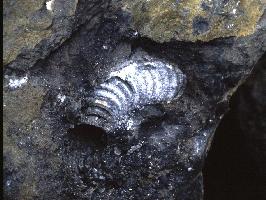 Orthoceras sp.-Givétien-Couvinien-