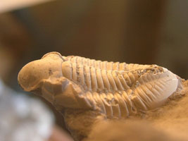 Cummingella belisama belisama-Tournaisien-(photo & coll DLE)